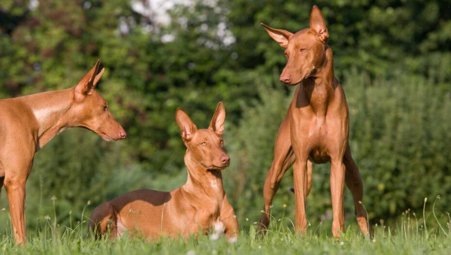 The 2024 pharaoh hound